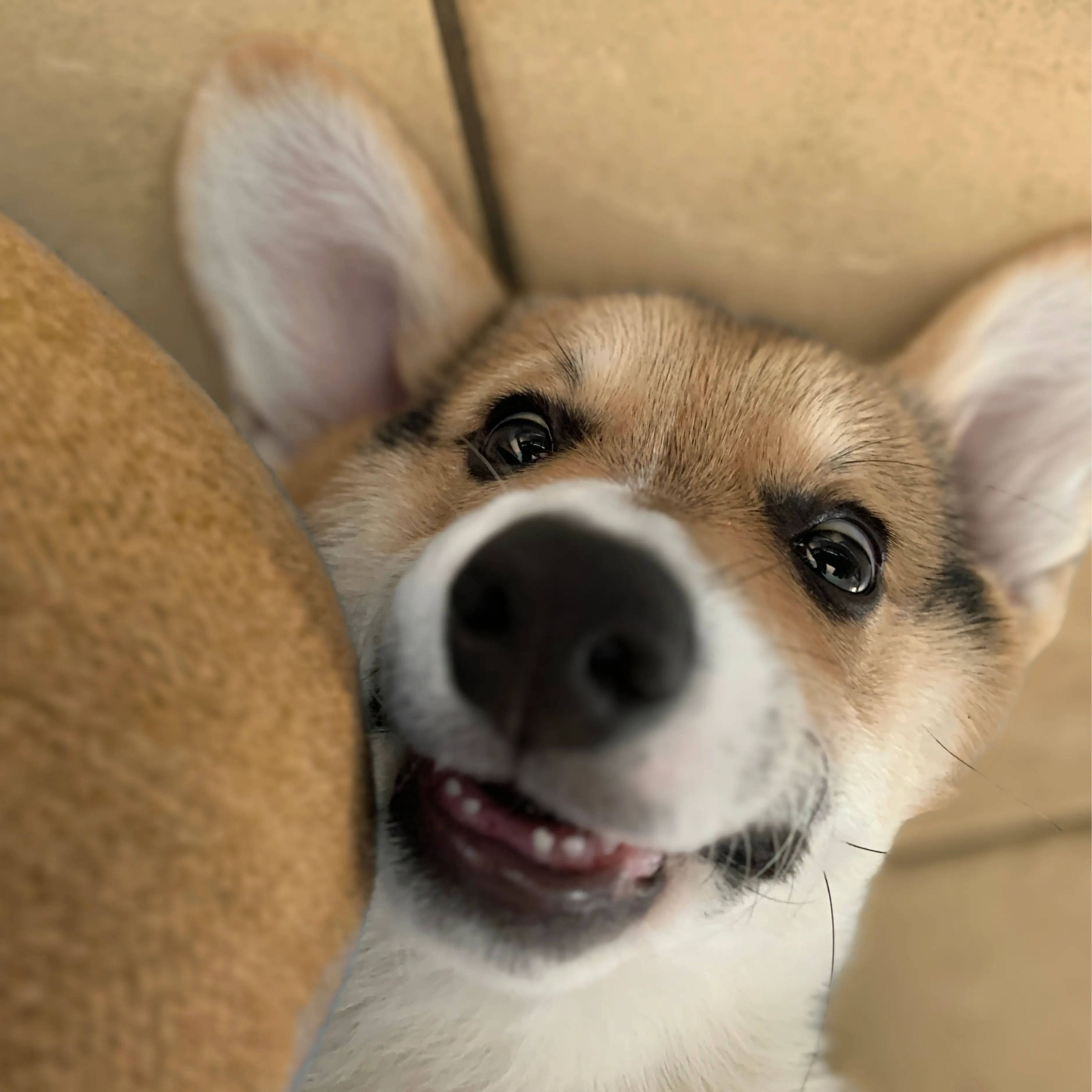 Corgi Welpen