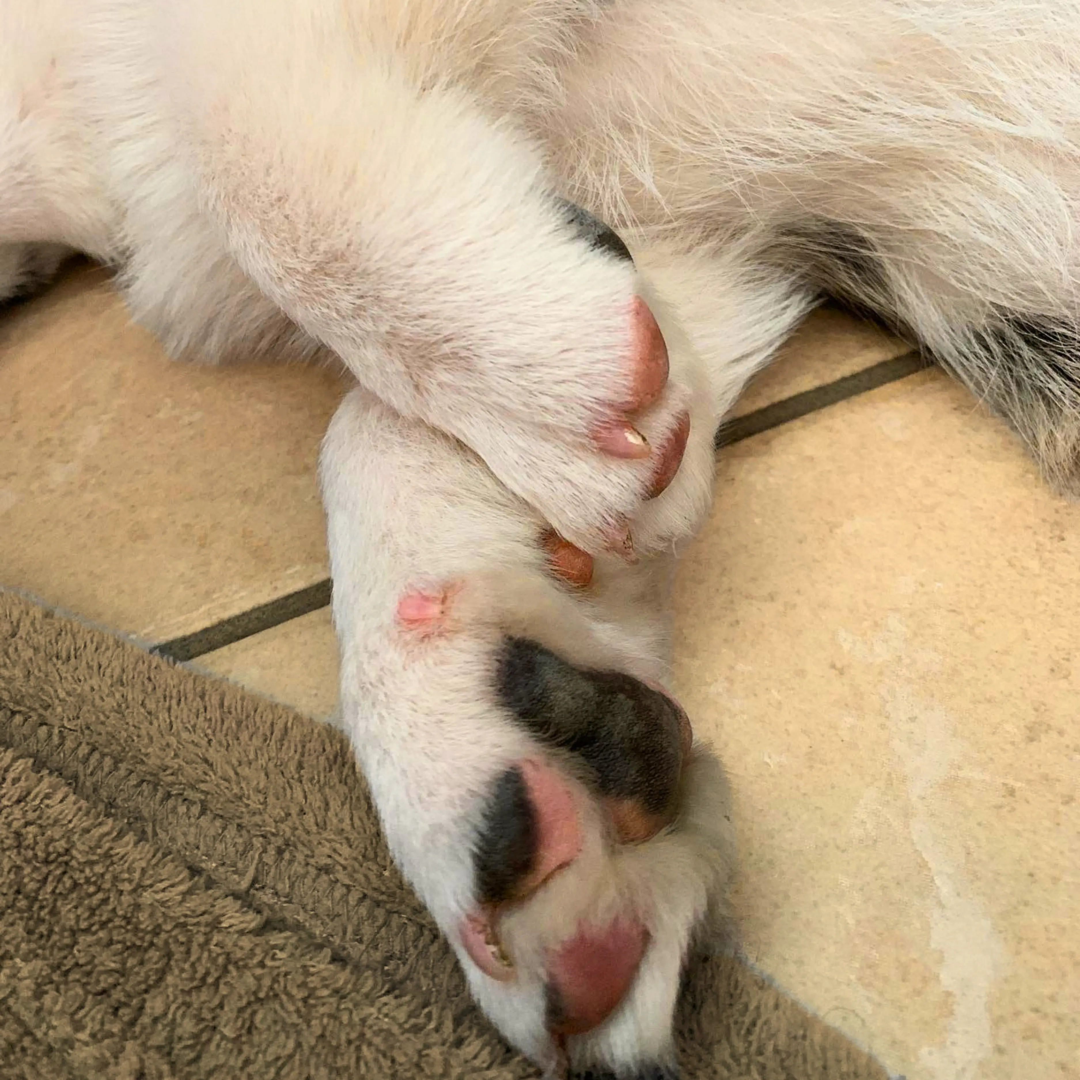 Pembroke Welsh Corgi im Freien